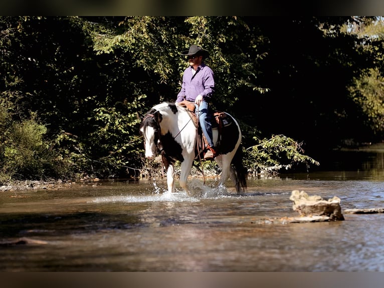 Gypsy Horse Gelding 4 years 14,3 hh Tobiano-all-colors in Santa Fe, TN