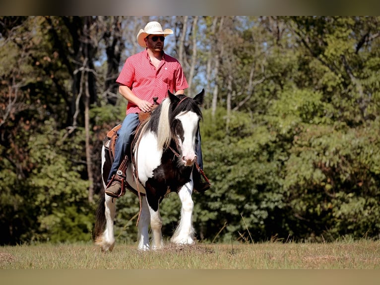 Gypsy Horse Gelding 4 years 14,3 hh Tobiano-all-colors in Santa Fe, TN