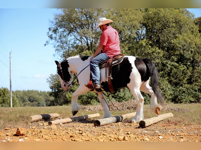 Gypsy Horse Gelding 4 years 14,3 hh Tobiano-all-colors in Santa Fe, TN