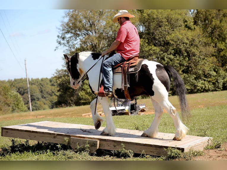 Gypsy Horse Gelding 4 years 14,3 hh Tobiano-all-colors in Santa Fe, TN