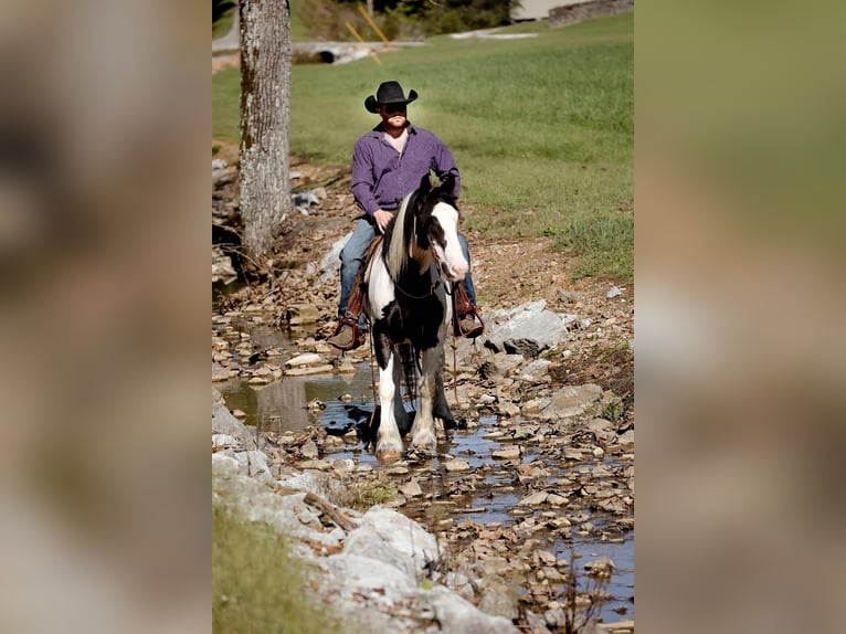 Gypsy Horse Gelding 4 years 14,3 hh Tobiano-all-colors in Santa Fe, TN