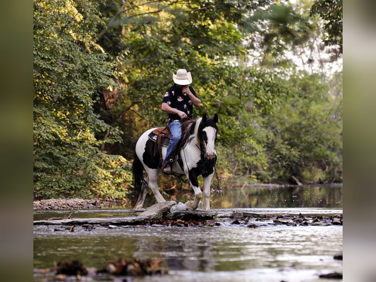 Gypsy Horse Gelding 4 years 14,3 hh Tobiano-all-colors in Santa Fe, TN