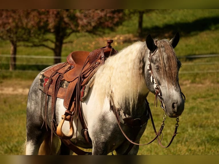 Gypsy Horse Mix Gelding 4 years 14,3 hh Tobiano-all-colors in Fresno, OH