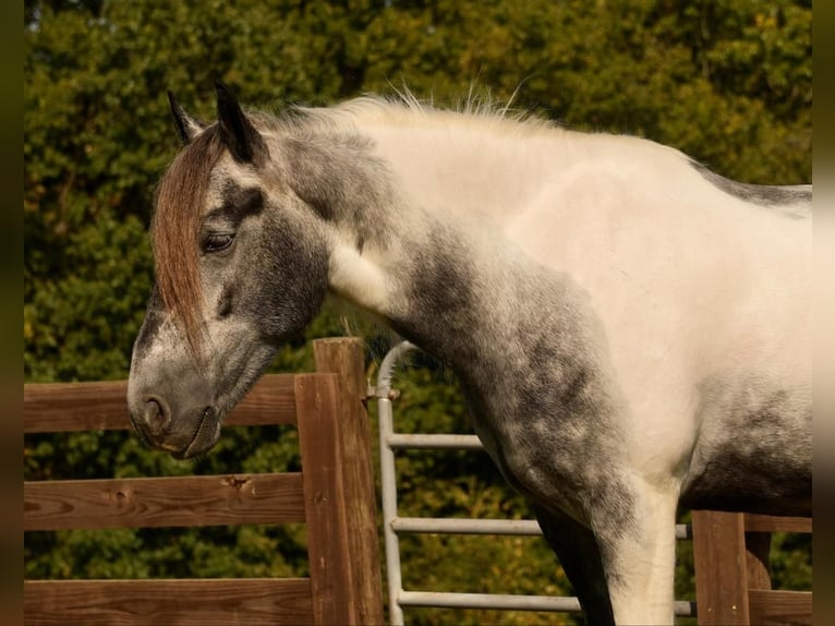 Gypsy Horse Mix Gelding 4 years 14,3 hh Tobiano-all-colors in Fresno, OH