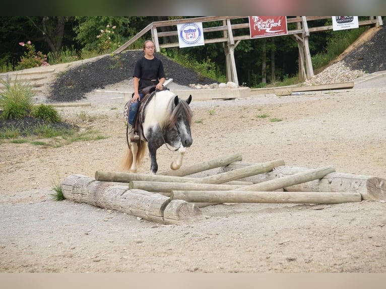 Gypsy Horse Mix Gelding 4 years 14,3 hh Tobiano-all-colors in Fresno, OH