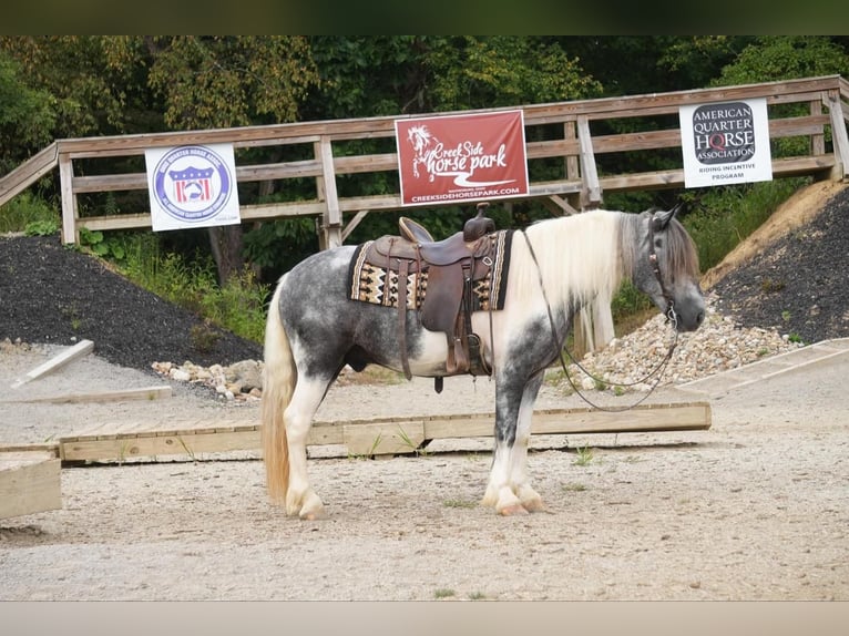 Gypsy Horse Mix Gelding 4 years 14,3 hh Tobiano-all-colors in Fresno, OH