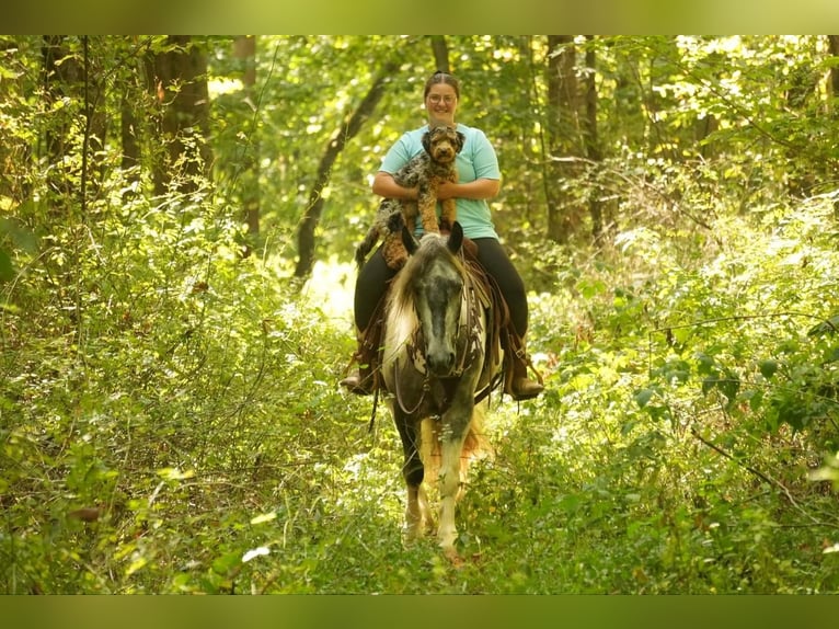 Gypsy Horse Mix Gelding 4 years 14,3 hh Tobiano-all-colors in Fresno, OH