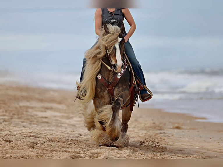 Gypsy Horse Gelding 4 years 14 hh Bay in Berea, ky