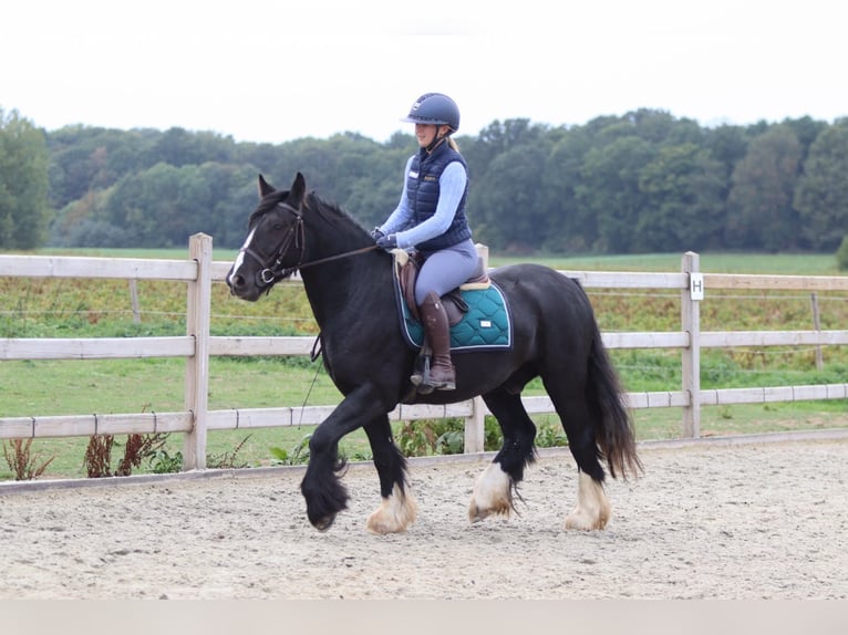 Gypsy Horse Gelding 4 years 14 hh Black in Pepingen