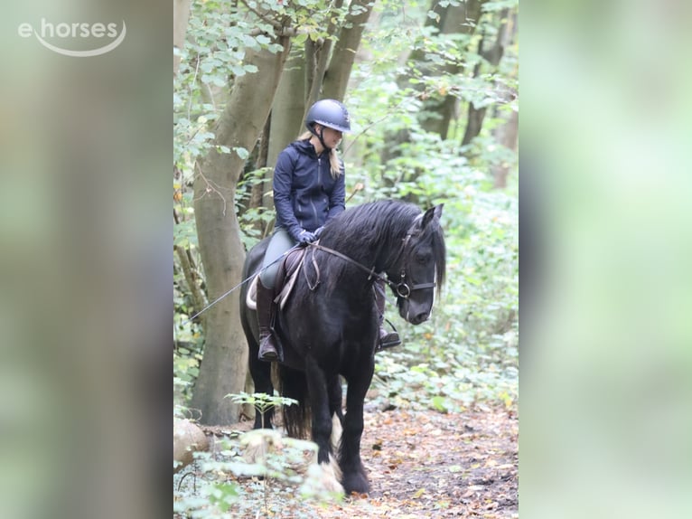 Gypsy Horse Gelding 4 years 14 hh Black in Pepingen