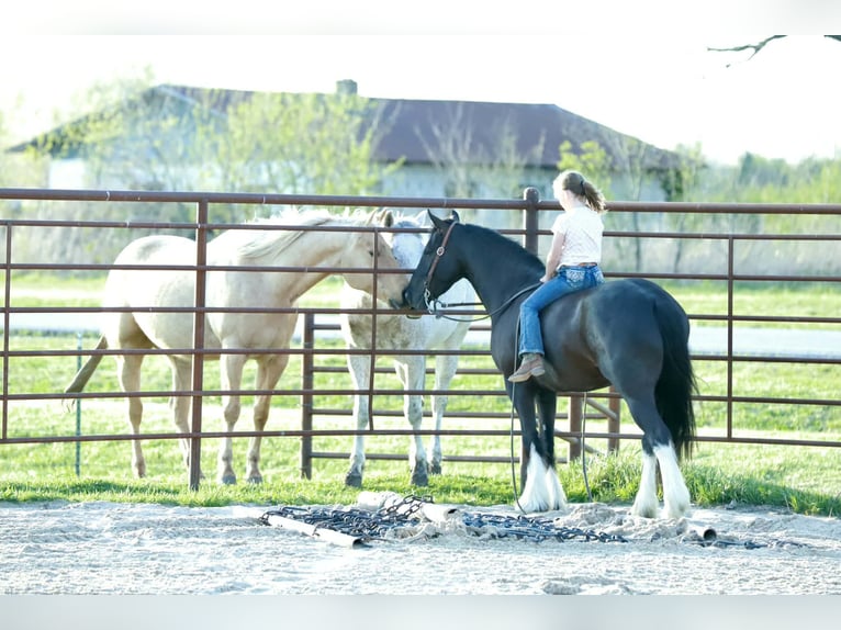 Gypsy Horse Mix Gelding 4 years 14 hh Black in Mount Vernon