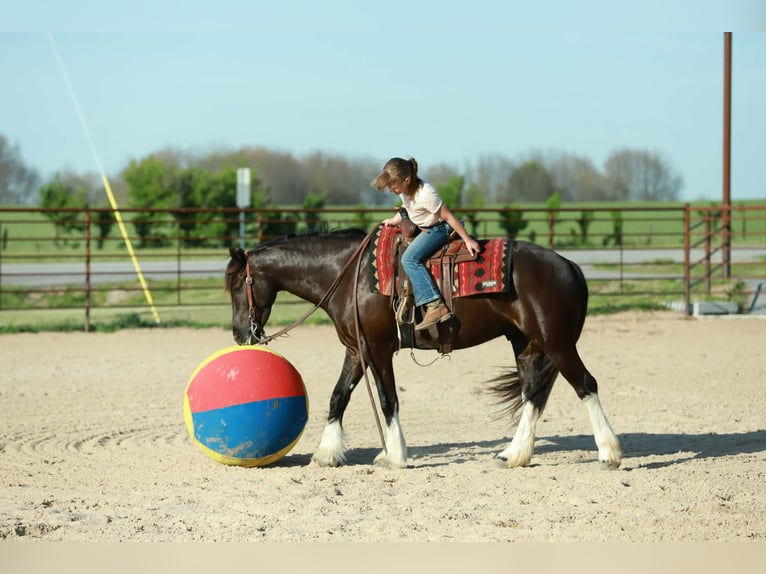 Gypsy Horse Mix Gelding 4 years 14 hh Black in Mount Vernon