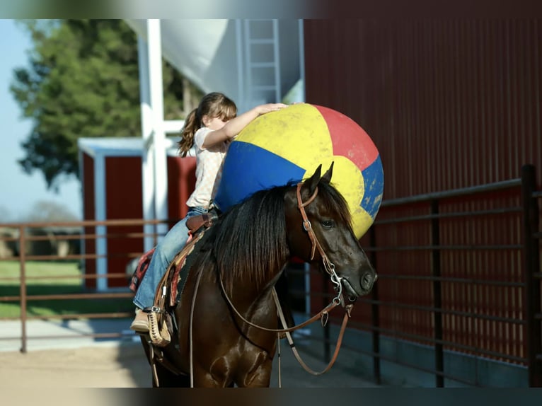 Gypsy Horse Mix Gelding 4 years 14 hh Black in Mount Vernon