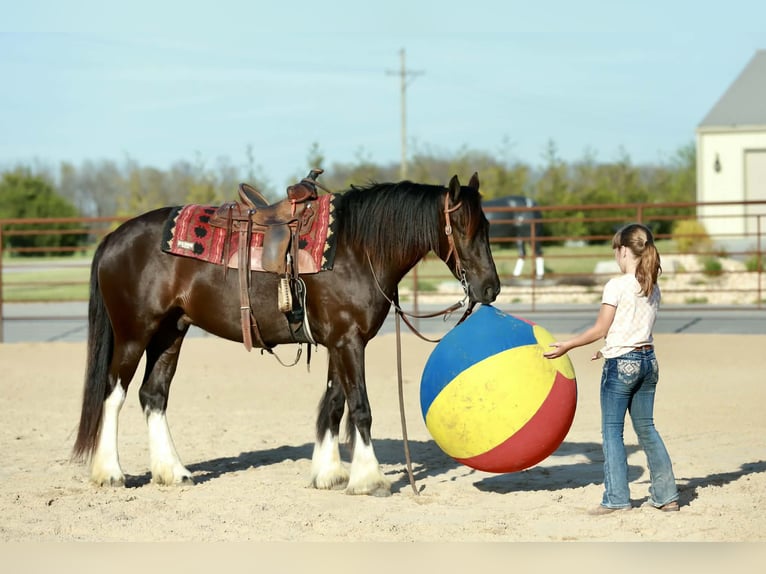 Gypsy Horse Mix Gelding 4 years 14 hh Black in Mount Vernon