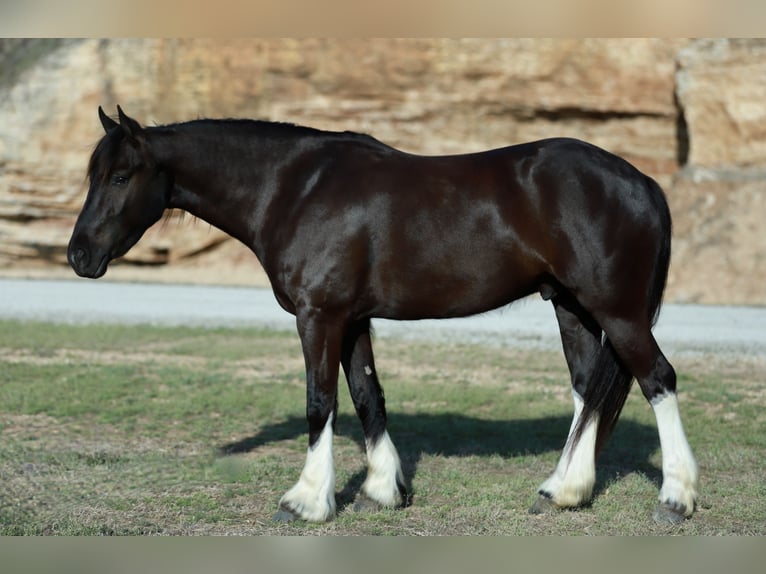 Gypsy Horse Mix Gelding 4 years 14 hh Black in Mount Vernon