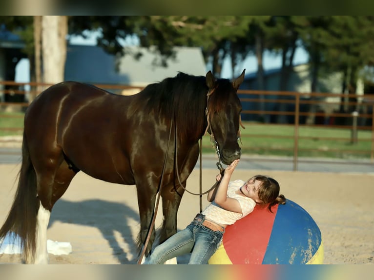 Gypsy Horse Mix Gelding 4 years 14 hh Black in Mount Vernon