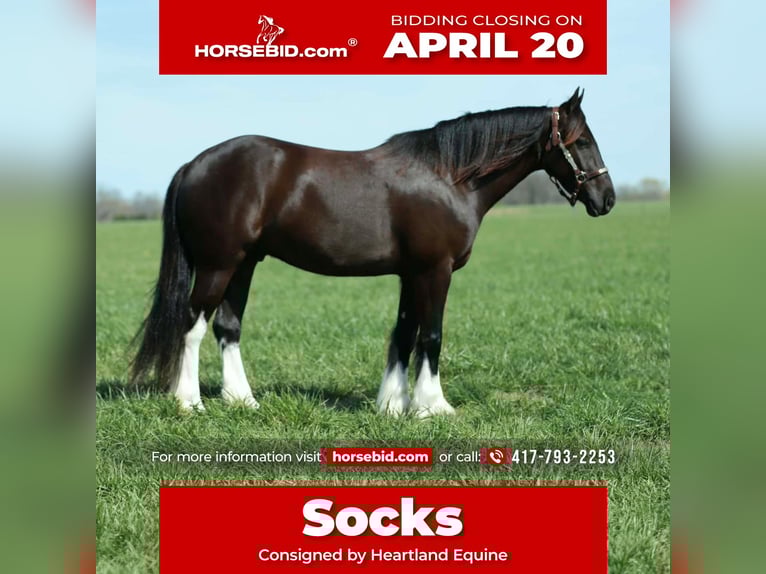 Gypsy Horse Mix Gelding 4 years 14 hh Black in Mount Vernon