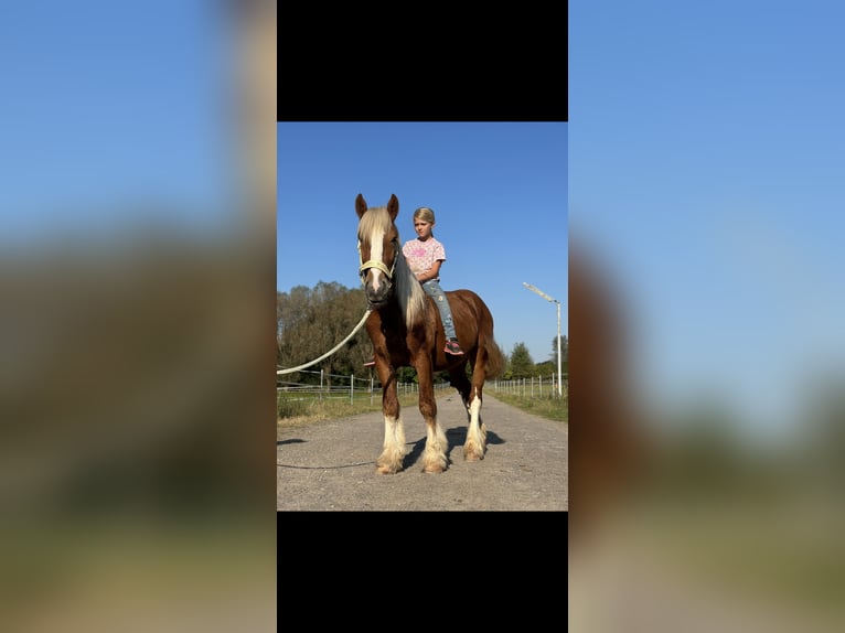 Gypsy Horse Mix Gelding 4 years 14 hh Chestnut-Red in Issum