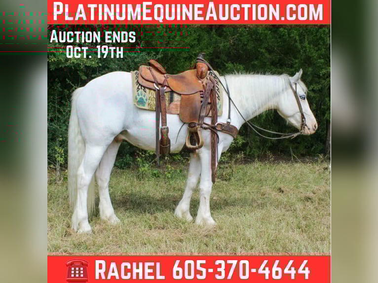 Gypsy Horse Gelding 4 years 14 hh Grey-Fleabitten in Rusk, TX