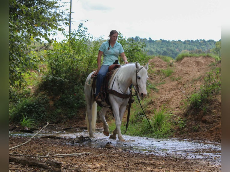 Gypsy Horse Gelding 4 years 14 hh Grey-Fleabitten in Rusk, TX