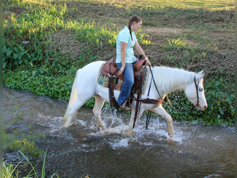 Gypsy Horse Gelding 4 years 14 hh Grey-Fleabitten in Rusk, TX