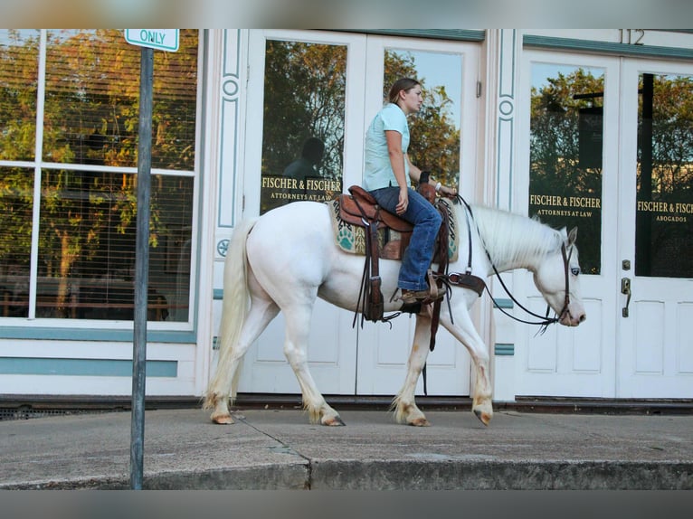 Gypsy Horse Gelding 4 years 14 hh Grey-Fleabitten in Rusk, TX