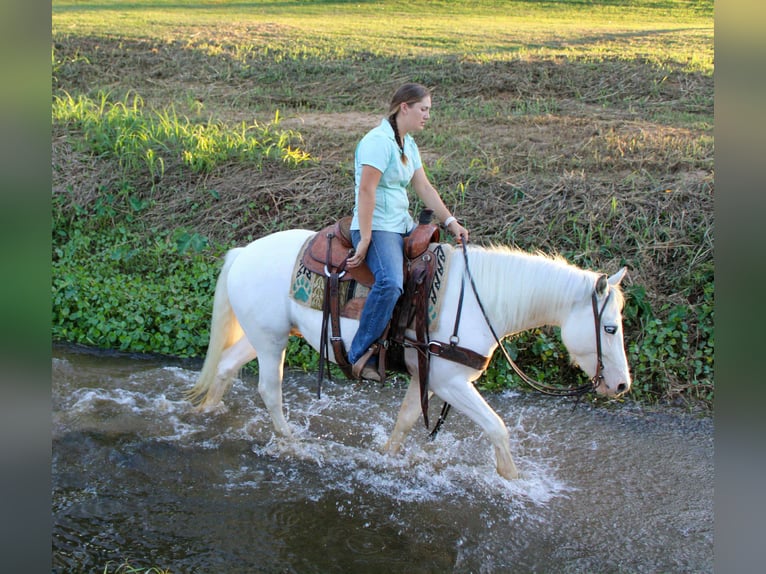 Gypsy Horse Gelding 4 years 14 hh Grey-Fleabitten in Rusk, TX