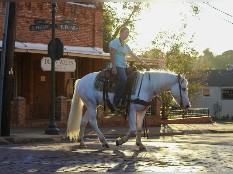 Gypsy Horse Gelding 4 years 14 hh Grey-Fleabitten in Rusk, TX