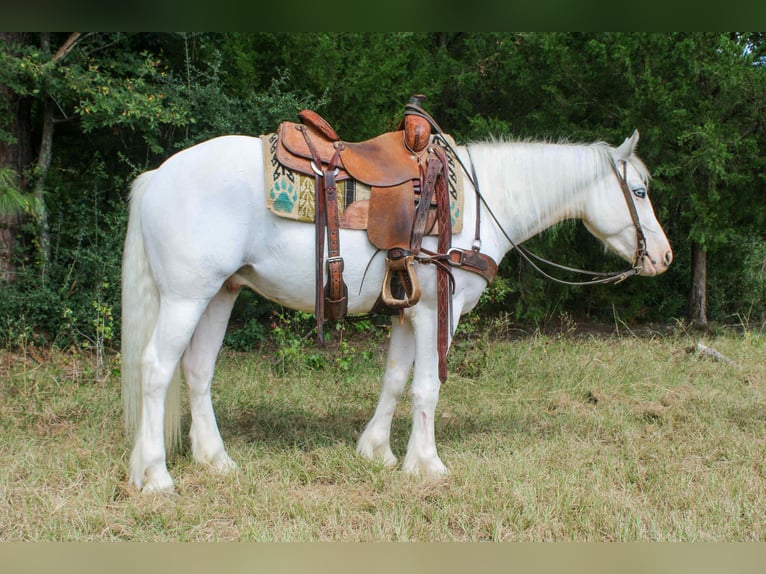 Gypsy Horse Gelding 4 years 14 hh Grey-Fleabitten in Rusk, TX