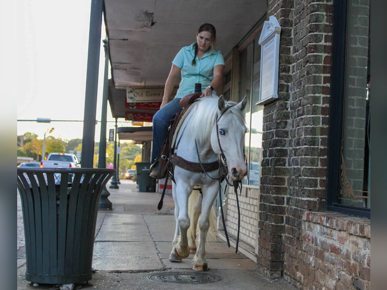 Gypsy Horse Gelding 4 years 14 hh Grey-Fleabitten in Rusk, TX