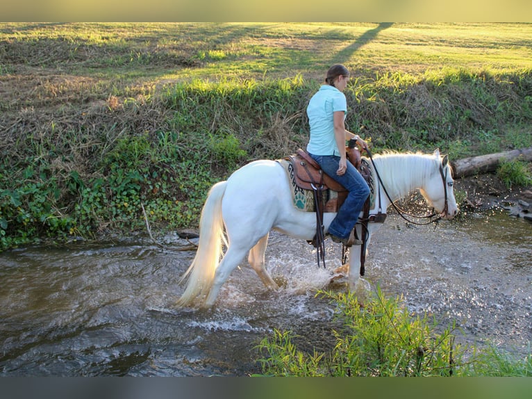 Gypsy Horse Gelding 4 years 14 hh Grey-Fleabitten in Rusk, TX