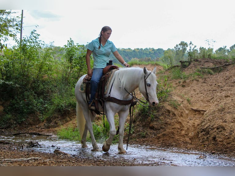 Gypsy Horse Gelding 4 years 14 hh Grey-Fleabitten in Rusk, TX