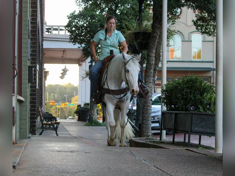 Gypsy Horse Gelding 4 years 14 hh Grey-Fleabitten in Rusk, TX