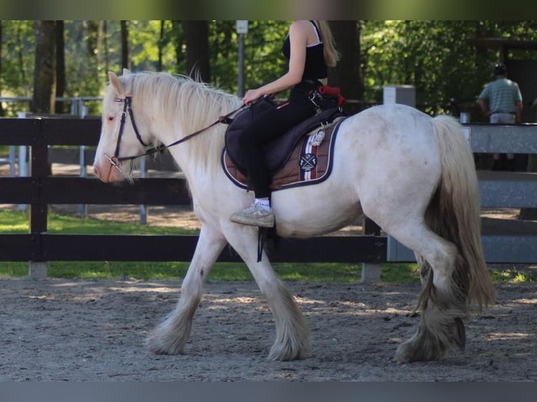 Gypsy Horse Gelding 4 years 14 hh Grey in Lathen