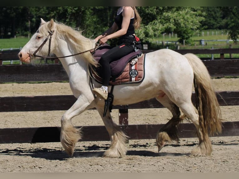 Gypsy Horse Gelding 4 years 14 hh Grey in Lathen