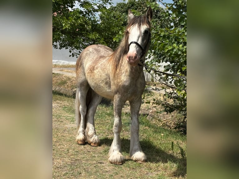 Gypsy Horse Gelding 4 years 14 hh in Csabacs&#x171;d
