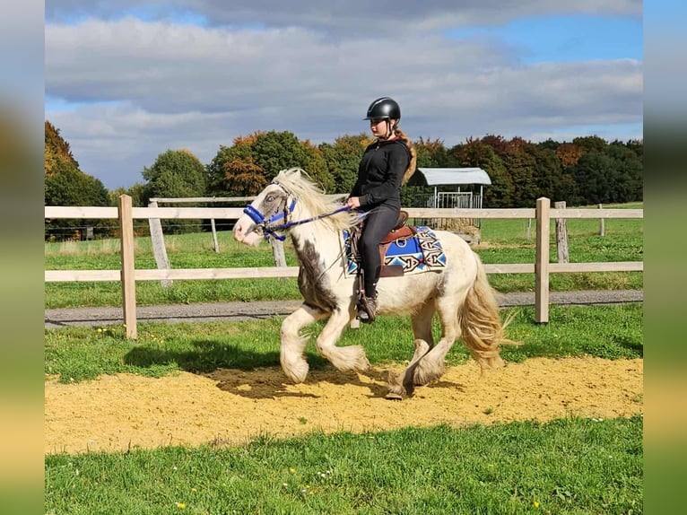 Gypsy Horse Gelding 4 years 14 hh Pinto in Linkenbach