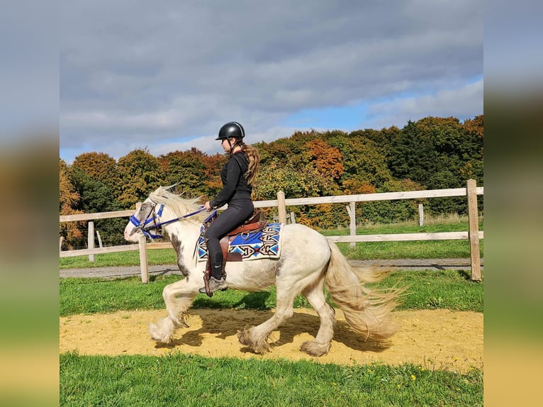Gypsy Horse Gelding 4 years 14 hh Pinto in Linkenbach
