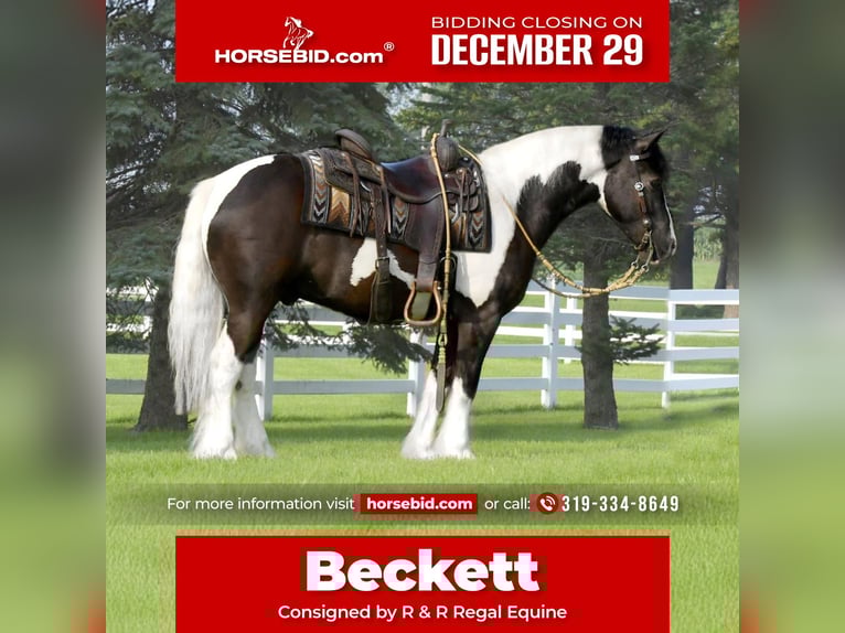 Gypsy Horse Mix Gelding 4 years 14 hh Pinto in Independence