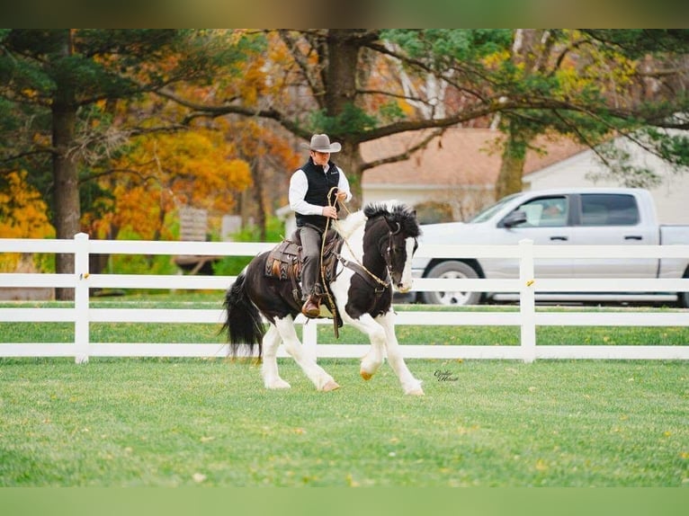 Gypsy Horse Mix Gelding 4 years 14 hh Pinto in Independence