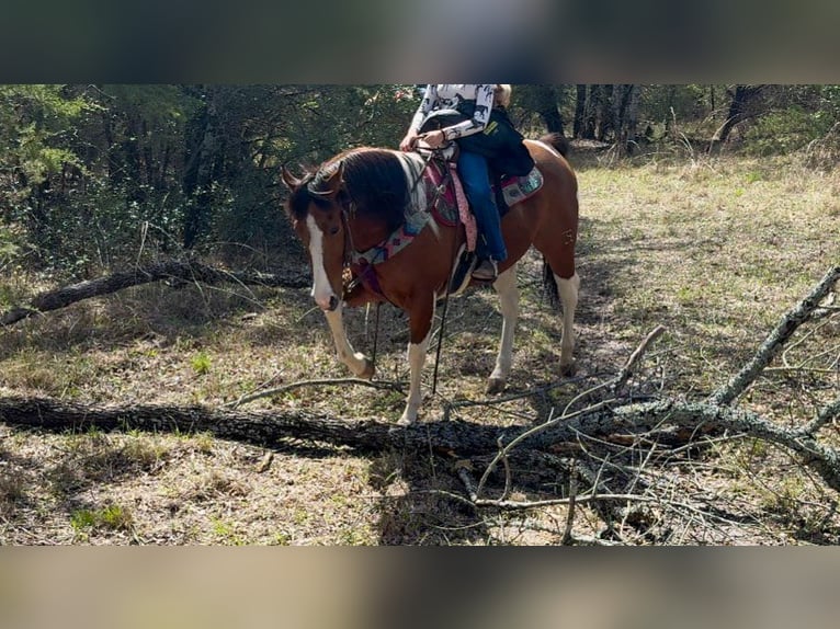 Gypsy Horse Mix Gelding 4 years 14 hh Pinto in Mc Connellsburg