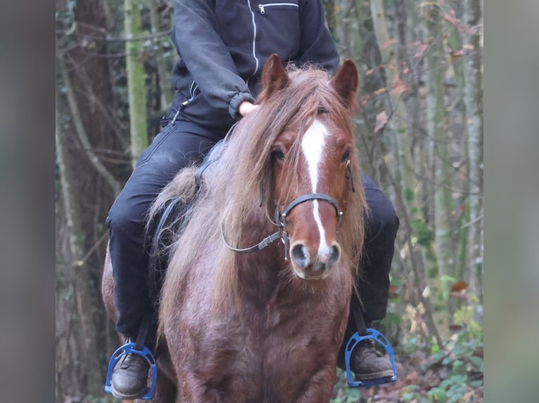 Gypsy Horse Gelding 4 years 14 hh Roan-Red in Besenb&#xFC;ren