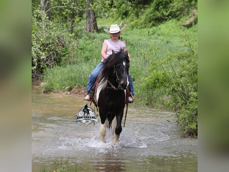 Gypsy Horse Gelding 4 years 14 hh Tobiano-all-colors in Mount Vernon, KY