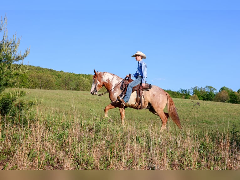 Gypsy Horse Mix Gelding 4 years 14 hh  in Needmore, PA