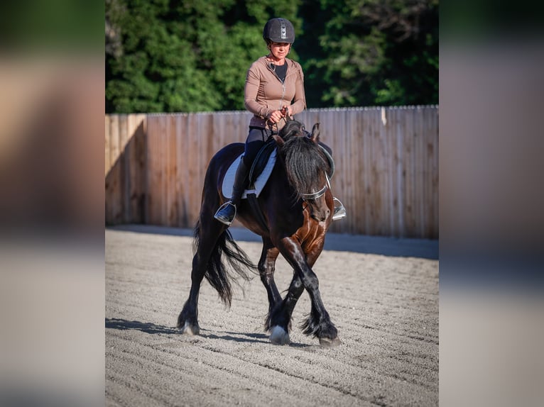 Gypsy Horse Mix Gelding 4 years 14,1 hh Black in Hamilton, MT