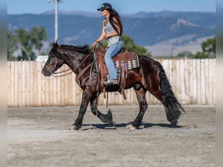 Gypsy Horse Mix Gelding 4 years 14,1 hh Black in Hamilton, MT