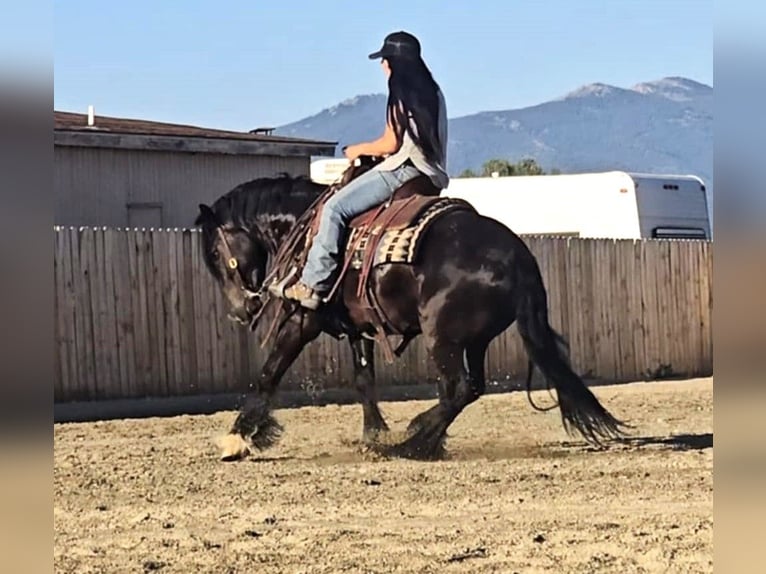 Gypsy Horse Mix Gelding 4 years 14,1 hh Black in Hamilton, MT