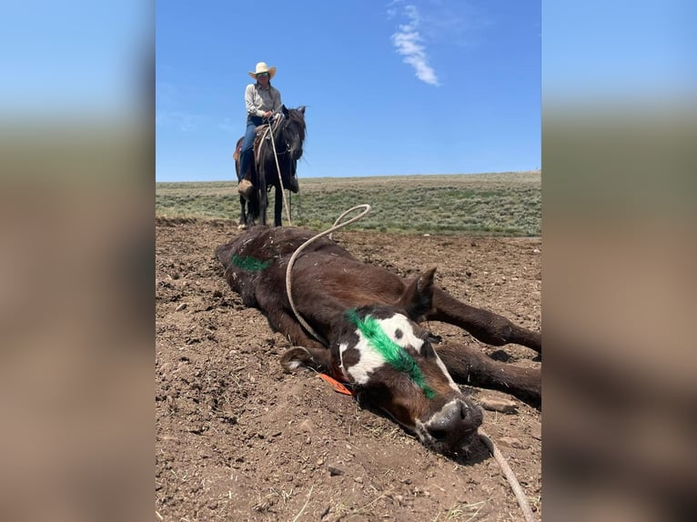 Gypsy Horse Mix Gelding 4 years 14,1 hh Black in Hamilton, MT