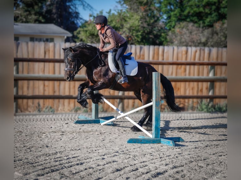 Gypsy Horse Mix Gelding 4 years 14,1 hh Black in Hamilton, MT