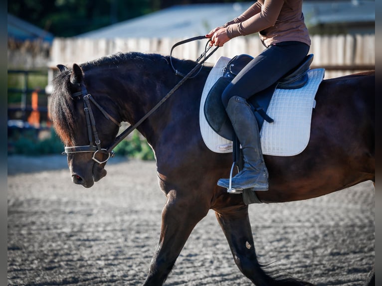 Gypsy Horse Mix Gelding 4 years 14,1 hh Black in Hamilton, MT